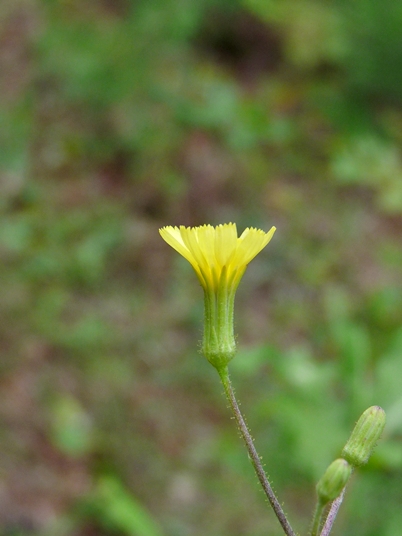 {Hieracium gronovii}